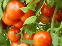 Transylvania County Vegetables