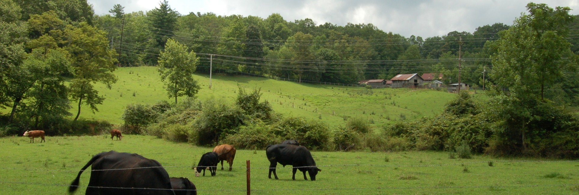 Farmland Scene